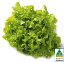 Australian-Green-Oak-Lettuce Sale