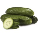 Australian-Lebanese-Cucumbers Sale