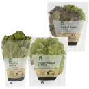 Australian-Baby-Cos-Lettuce-Green-Oakleaf-Lettuce-or-Combo-Oakleaf-Lettuce Sale