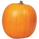 Australian-Halloween-Pumpkins Sale