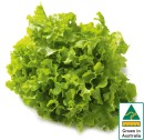 Australian-Green-Oak-Lettuce Sale