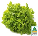 Australian-Green-Oak-Lettuce Sale