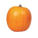 Australian-Halloween-Pumpkins Sale