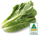 Australian-Cos-Lettuce-Twin-Pack Sale