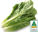 Australian-Cos-Lettuce-Twin-Pack Sale