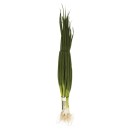 Australian-Spring-Onions Sale