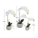 Phalaenopsis-White-Orchid-in-Pot-by-MUSE Sale