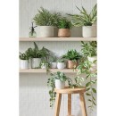 30-off-All-Potted-Succulents Sale