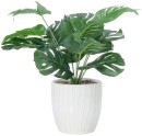 Artificial-Monstera-in-Ceramic-Pot Sale