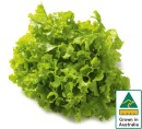 Australian-Green-Oak-Lettuce Sale