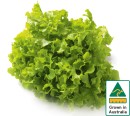 Australian-Green-Oak-Lettuce Sale