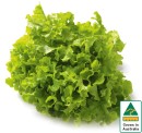 Australian-Green-Oak-Lettuce Sale