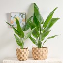 Artificial-Heliconia-Plant-by-MUSE Sale