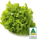 Australian-Green-Oak-Lettuce Sale