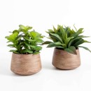 Eden-Potted-Succulent-Large-by-MUSE Sale