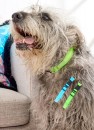 Ark-Pet-LED-Light-Up-Collar Sale