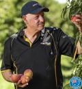 Australian-Yellow-or-White-Peaches Sale