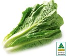 Australian-Cos-Lettuce-Twin-Pack Sale