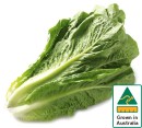 Australian-Cos-Lettuce-Twin-Pack Sale