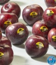 Australian-Montague-Tree-Plums Sale