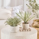 Artificial-Eddie-Potted-Plant-by-MUSE Sale