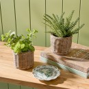 Harvest-Potted-Herb-by-MUSE Sale