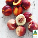 Australian-Yellow-or-White-Nectarines Sale