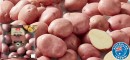 Coles-Australian-Red-Royale-Potatoes-2kg-Bag Sale