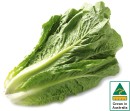 Australian-Cos-Lettuce-Twin-Pack Sale