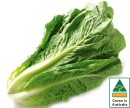 Australian-Cos-Lettuce-Twin-Pack Sale