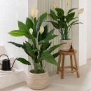 Artificial-Peace-Lily-Plant-by-MUSE Sale