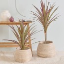 Artificial-Red-Star-Cordyline-Plant-by-MUSE Sale