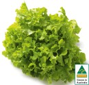 Australian-Green-Oak-Lettuce Sale