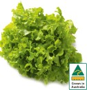 Australian-Green-Oak-Lettuce Sale