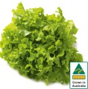 Australian-Green-Oak-Lettuce Sale