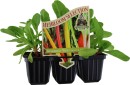 Heirloom-Selection-Five-Colour-Silverbeet-Mix Sale