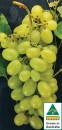 Australian-White-Seedless-Grapes Sale