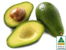 Australian-Shepard-Avocados Sale