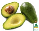 Australian-Shepard-Avocados Sale