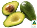 Australian-Shepard-Avocados Sale