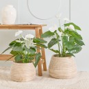 White-Anthurium-Plant-by-MUSE Sale