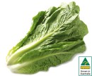 Australian-Cos-Lettuce-Twin-Pack Sale