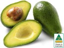 Australian-Shepard-Avocados Sale