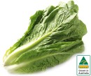 Australian-Cos-Lettuce-Twin-Pack Sale