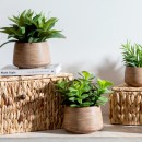Eden-Potted-Succulent-Large-by-MUSE Sale