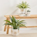Cali-Palm-Planter-by-MUSE Sale