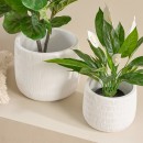 Webster-Planter-by-MUSE Sale