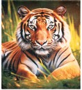 Tiger-Blanket Sale