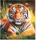 Tiger-Blanket Sale