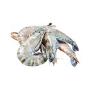 Thawed-Large-Raw-Australian-Tiger-Prawns Sale